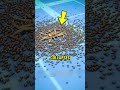What REALLY Happens When You Stomp on a Spider!