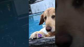 Duke’s Not Getting Out the Pool!  RxCKSTxR Comedy Voiceover