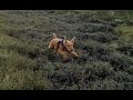 PUPDATE: 8 Month Irish Terrier Puppy の動画、YouTube動画。