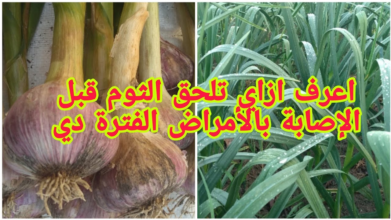 كيف تتعامل مع أمراض الثوم وتعالج الأصفرار والشعوطة في الأوراق برش الأحماض والعناصر