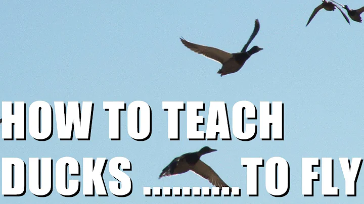 Fieldsports Britain - Teaching ducks to fly + fox and pigeon shooting
