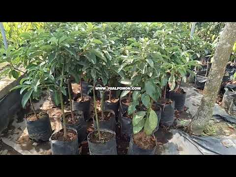 Segera Miliki Pohon Alpukat Miki Super Produktif