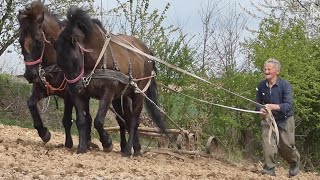 KONIE GALOP do PRACY