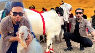 Heavy Bakre in Bhopal Bakra Mandi 😍 Cattle Market | Bakra Eid 2023 Vlog