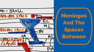 Meninges and the spaces between