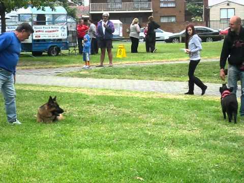 are pigs smarter than dogs fern showing how smart pigs can be doovi are pigs smarter than dogs fern showing how smart pigs can be doovi