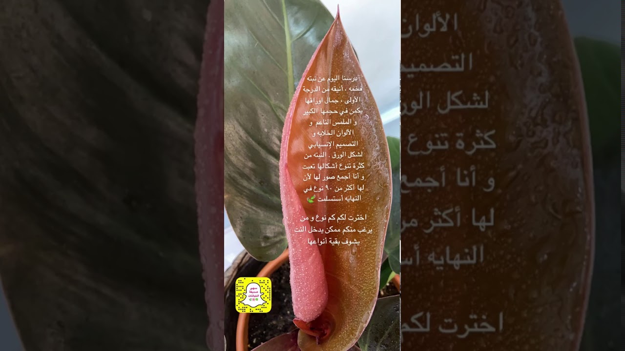 الدرس ٢٠: نبات الفيلودندرون أنواعه و طريقة العنايه به