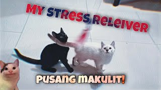 My Playful Kittens | My Stress Reliever by Rhambouy 1,191 views 3 years ago 2 minutes, 25 seconds