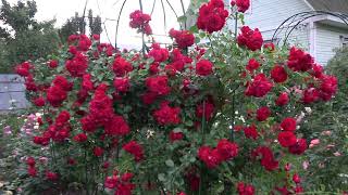 После заморозков. Подкормки роз для красивого и незабываемого цветения!