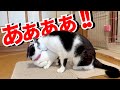 【ねこ動画】猫同士で邪魔をし合っています。