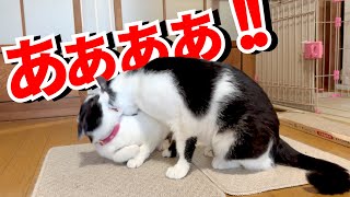 【ねこ動画】猫同士で邪魔をし合っています。