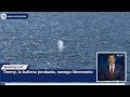 Timmy, la ballena jorobada, navega libremente