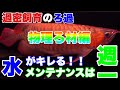 【ろ過】過密飼育でも水は綺麗に！メンテナンスもらくちんに！1年間使ってお勧め出来る物理ろ過材4選！熱帯魚アクアリウム