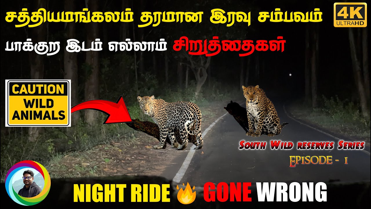 ⚠️🔥3 Heart stopping LEOPARD SIGHTINGS! 🐆புலி பார்த்த ராத்திரி 😱 Sathyamangalam Dhimbam Hasanur Night