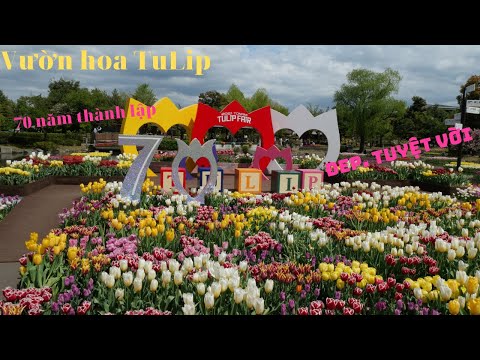 Video: Hoa Tulip Kép (46 ảnh): Tên Các Giống Hoa Tulip đỏ Và Trắng, Hoa Belicia Sớm Và Hoa Tử đinh Hương Nhiều Hoa, Hoa Miranda Muộn