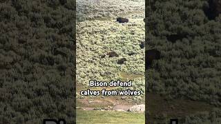 Bison Defend Calves From Wolves