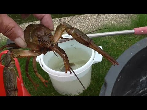 Video: Rengøring Af Reservoirer: Rengøring Af Bunden Af dammen Og Søen Fra Silt I Landet, Mekaniske Metoder Og Kemikalier. Hvordan Rengøres En Sommerhusdam Med Egne Hænder Fra Alger Med K