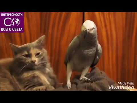 Не кто тебя не любит .....ну где же ты любовь моя