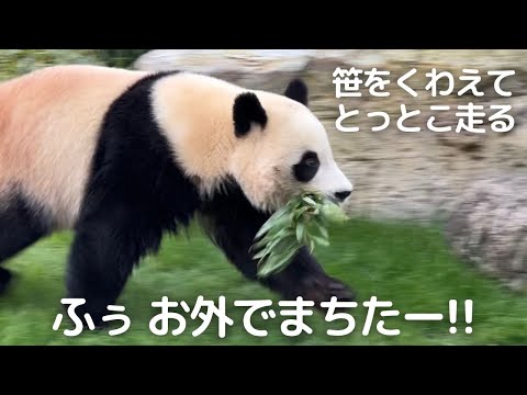 【速報】お外でとっとこふう太郎w🤭結浜は雑技団😂パンダファミリー永明 良浜 桜浜 桃浜 彩浜🐼