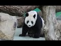 20231215 圓圓母女有說過 呷飽就睏不囉嗦(早餐) Giant Panda Yuan Yuan