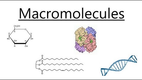 Macromolecules and their Functions