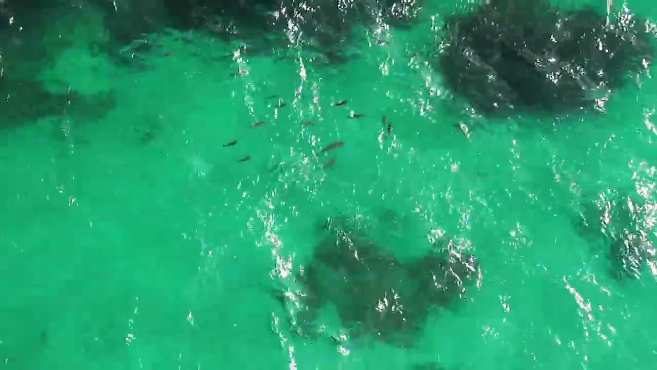 Following a shoal of fish on the reef near 