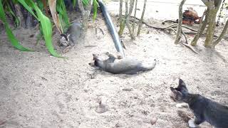 カブトムシと遊ぶ猫 a beetle vs cats in Tioman Island