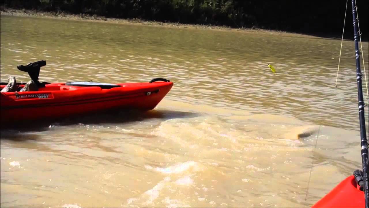 50Lb Alligator Gar from kayak YouTube