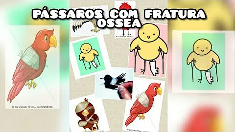 O que fazer com um passarinho com a pata quebrada?
