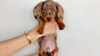 Funny Pets Dachshund Video Living with Dachshund Try To Not Laugh 🥰miniature puppies compilation by Pet Videos 14,748 views 1 year ago 30 minutes