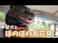 【甲斐犬がいる暮らし】桜が咲いたと聞いたので