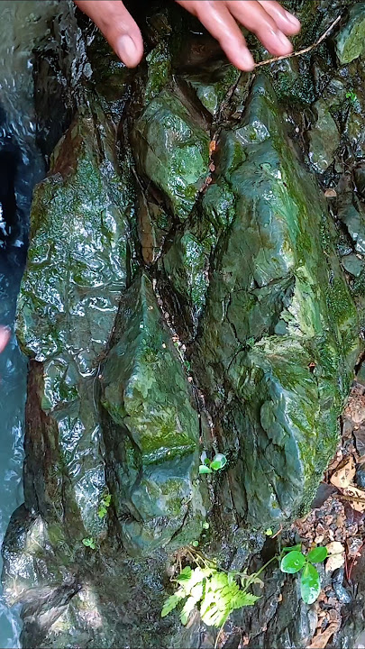 MENCARI EMAS DI SELA-SELA BEBATUAN ‼️ #emas #tambang #emaspelaburan #shorts