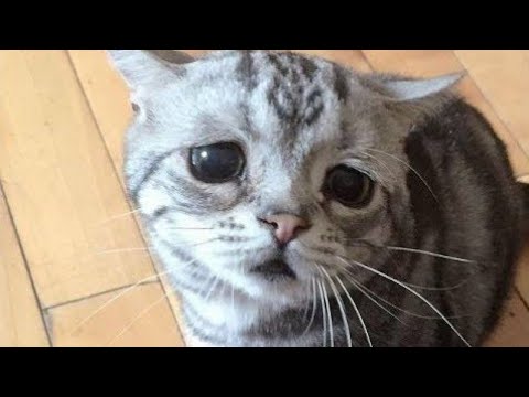 たれ目 すぎ 悲しげな表情が可愛い人気の子猫 W Youtube