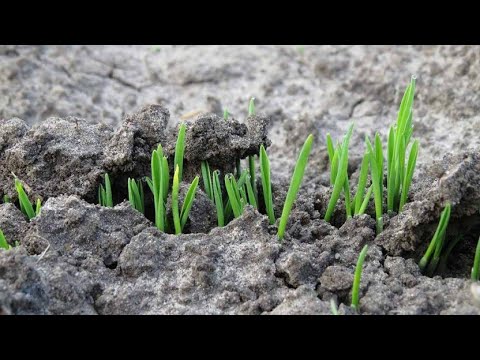 ВЕСЕННИЙ ПОСЕВ СИДЕРАТОВ: