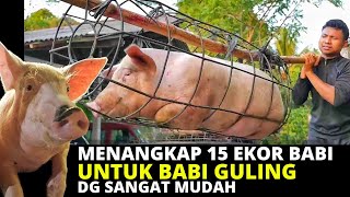 MENANGKAP 15 BABI UNTUK BABI GULING DG SANGAT MUDAH