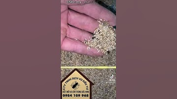Diệt mối tận gốc   Diệt mối foon trùng bắc ninh ! 0984109968