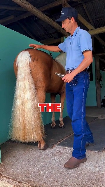 “You Won’t Believe How This Horse Makes Its Owner a Millionaire! 😱🐴”