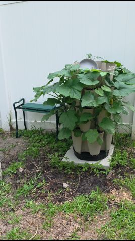 My Zucchinni are thriving in my Greenstalk. Let me go add another