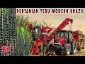 Pertanian Tebu Modern Terbesar di Brazil Untuk Membuat Bahan Bakar Ethanol