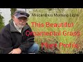 How to Grow Morning Light (Miscanthus)