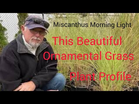 Vidéo: Morning Light Ornamental Grass - Comment faire pousser l'herbe Morning Light Maiden