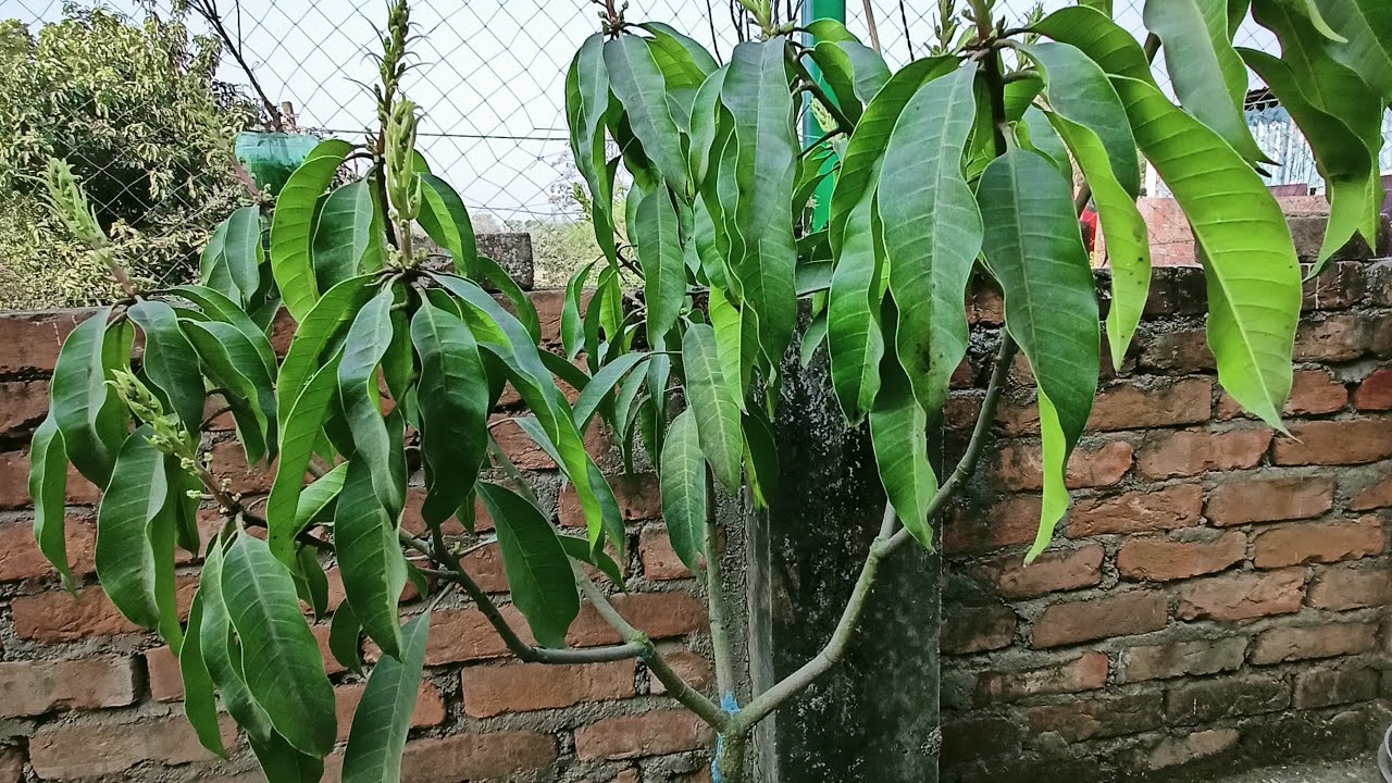 Kalyanbhog Mango ka  flowering update 