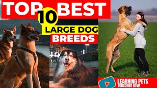 Large Dog Breeds - Top 10 Biggest Dog Breeds by Learning Pets 35 views 2 years ago 4 minutes, 41 seconds