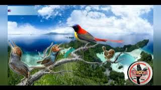 Masteran Prenjak Betina Tirr Panjang Vs Kolibri || prenjak betina || kolibri isian mewah