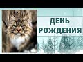 День рождения котят, история 43