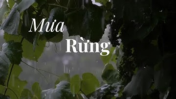 Mưa Rừng  || Phiên bản vượt trội tăng cảm xúc hơn bài hát 1970s || Love Song Music Box Official