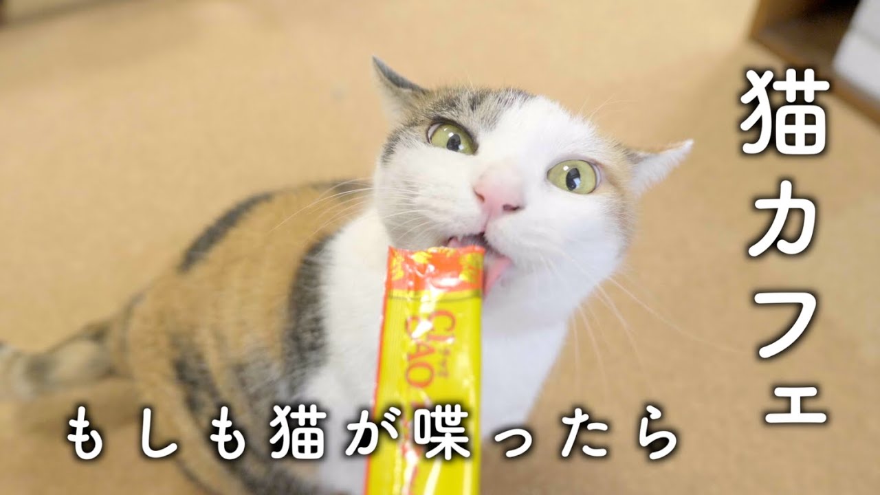 もしも猫が喋ったら「猫カフェ」