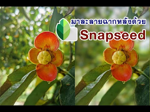 มาทำฉากหลังให้เบลอด้วยแอพ Snapseed กันเถอะ