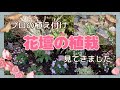 🌹【パンジー ビオラ花壇の植栽】優しげで可愛らしい花壇でした