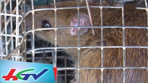 Bắt chuột trên đọt dừa